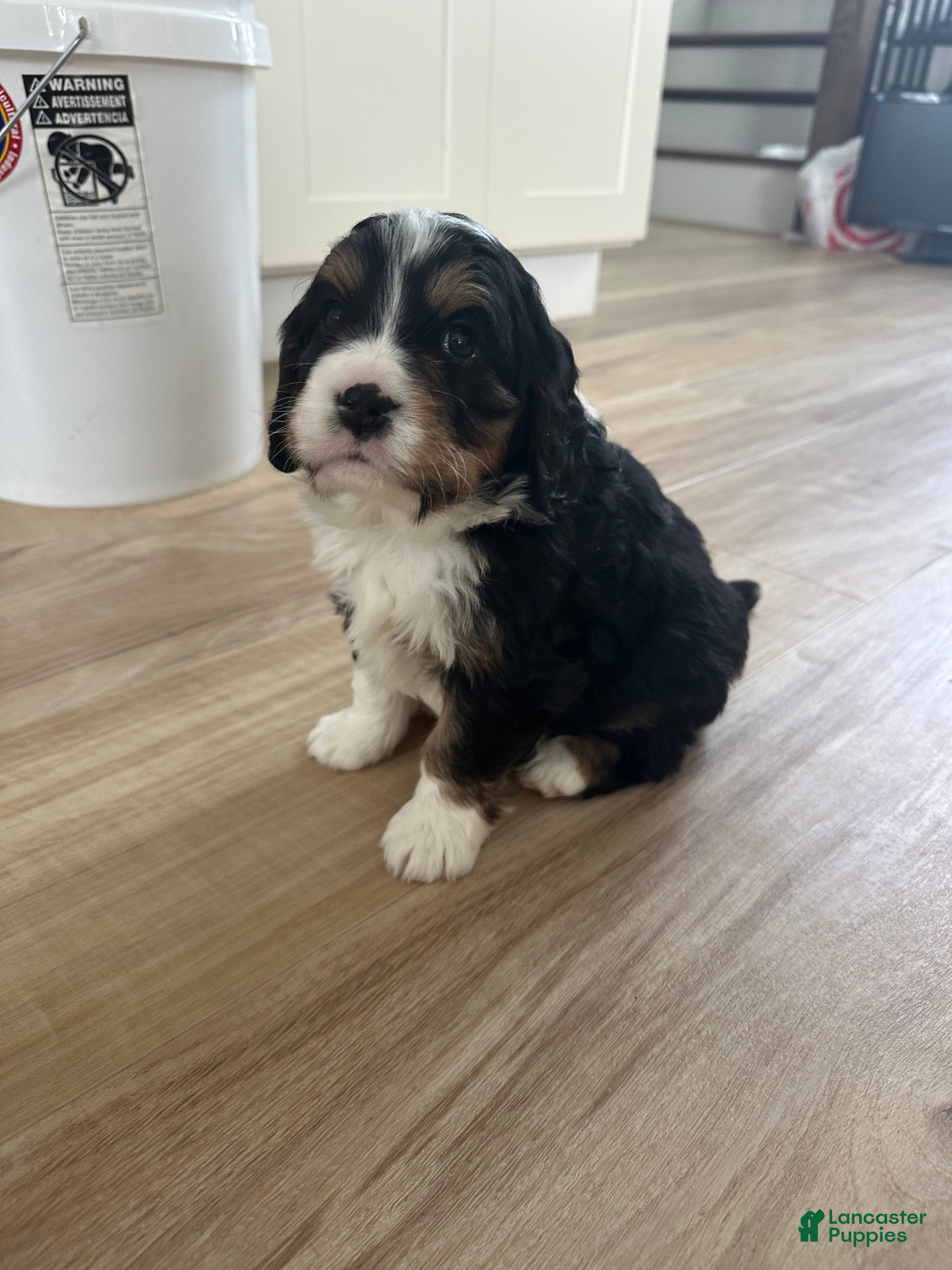 Miniature Bernese Mountain Dog dogs Miniature Bernese Mountain Dog Puppy 4 - Ad 2