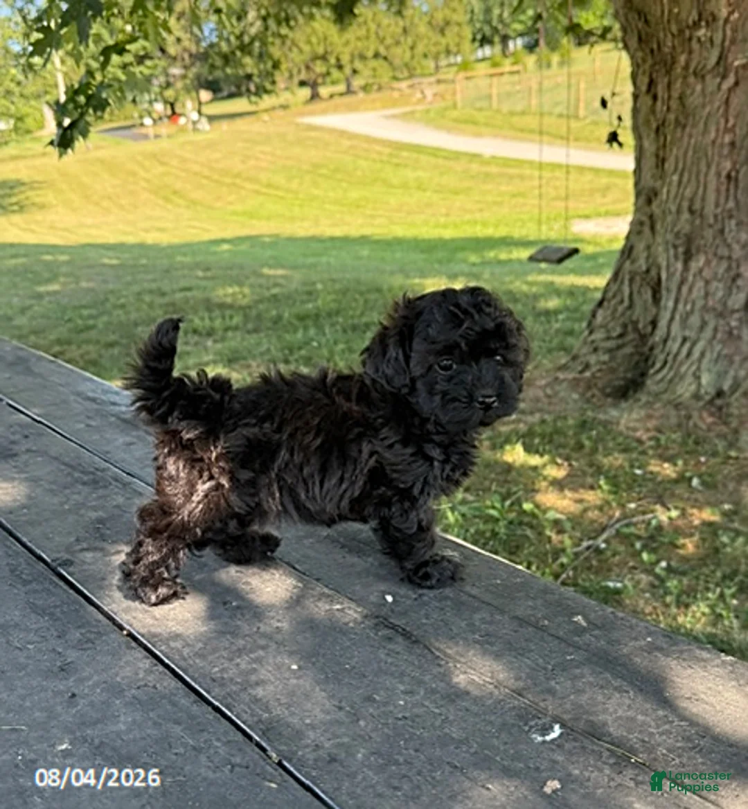 Mixed Breed dogs for sale: Kelcey - Ad 3