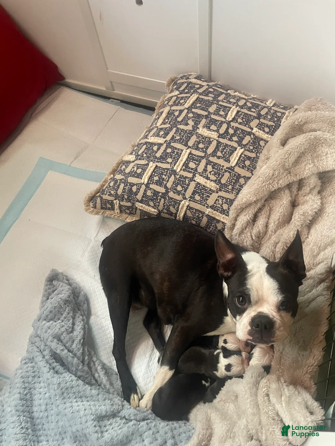 Boston Terrier dogs for sale: Boston Terrier Puppy 4 - Ad 3