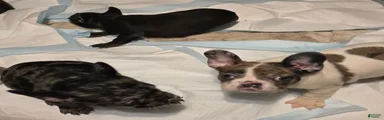 French Bulldog Puppy 3