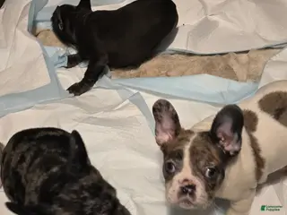 French Bulldog dogs French Bulldog Puppy 3 - Ad 34