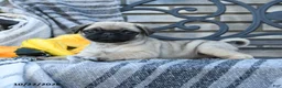 Pug dogs for sale: Lady Wiggles - Ad 3
