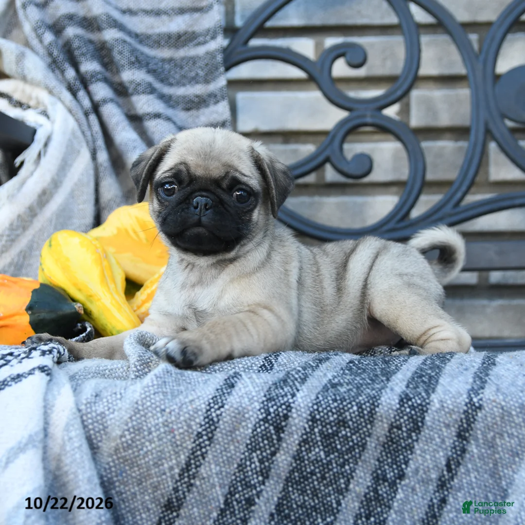 Pug dogs for sale: Lady Wiggles - Ad 3
