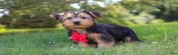 Morkie dogs for sale: Marcus - Ad 6