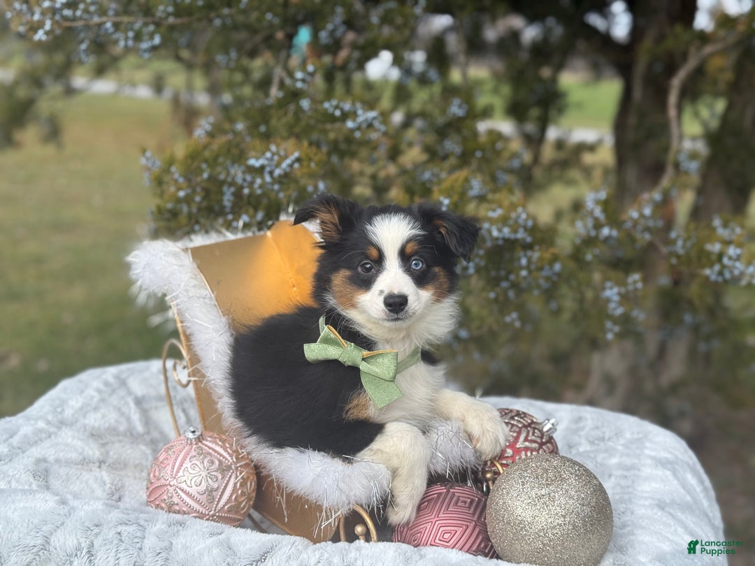 Miniature Australian Shepherd dogs for sale: Tango - Ad 2
