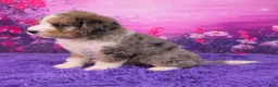 Mini Bernedoodle dogs for sale: Brenna - Ad 3