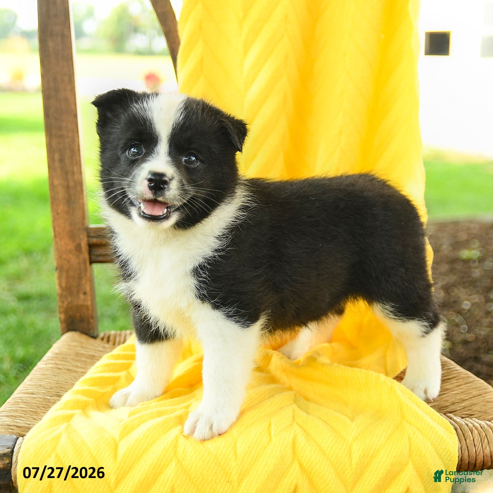Pomsky dogs Riley - Ad 1