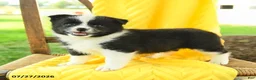 Pomsky dogs for sale: Riley - Ad 1