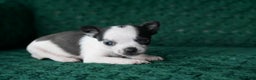 Chihuahua dogs for sale: Tucker - Ad 1