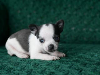 Chihuahua dogs Tucker - Ad 34