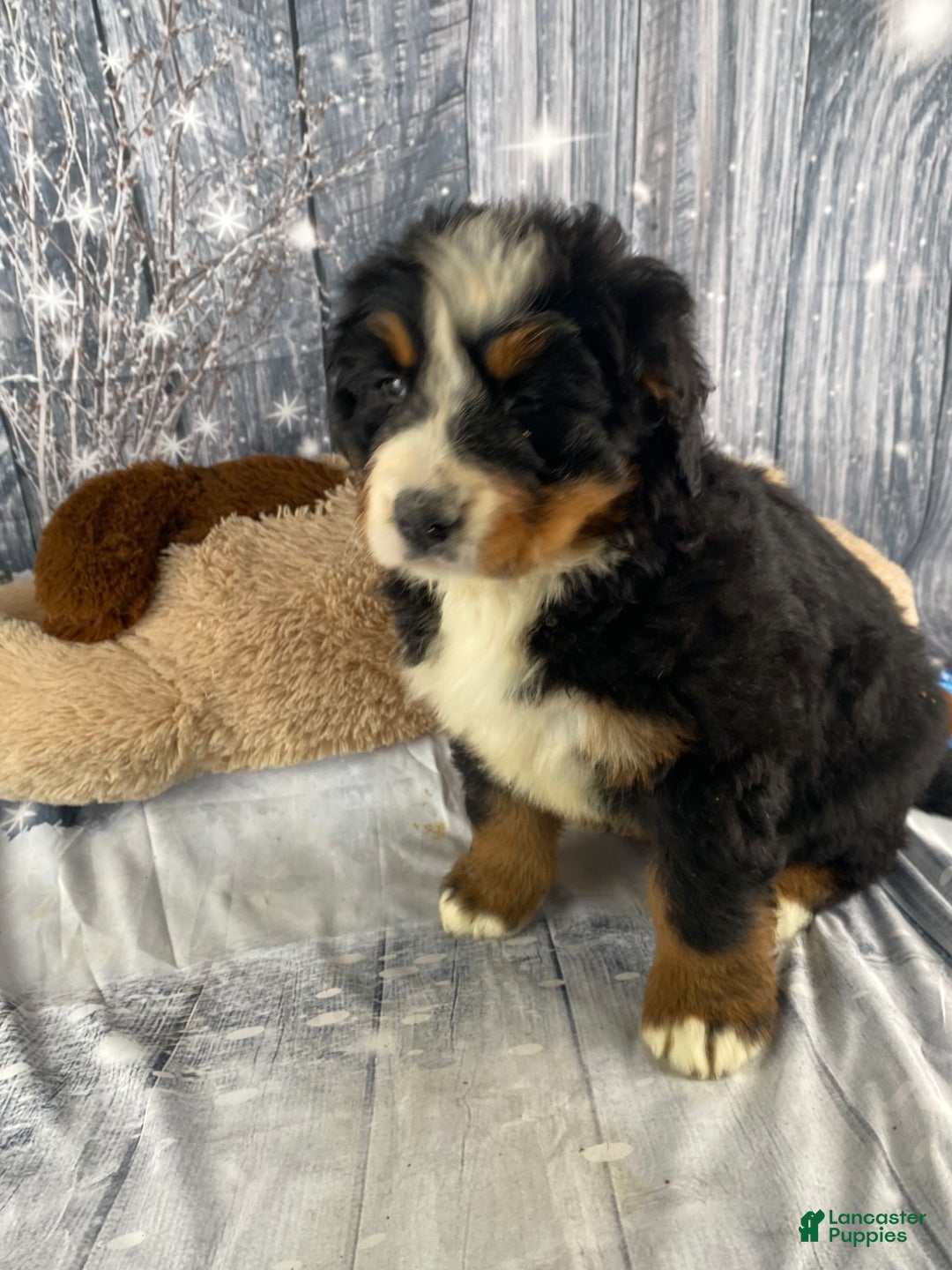 Bernese Mountain Dog dogs for sale: Trixie - Ad 4