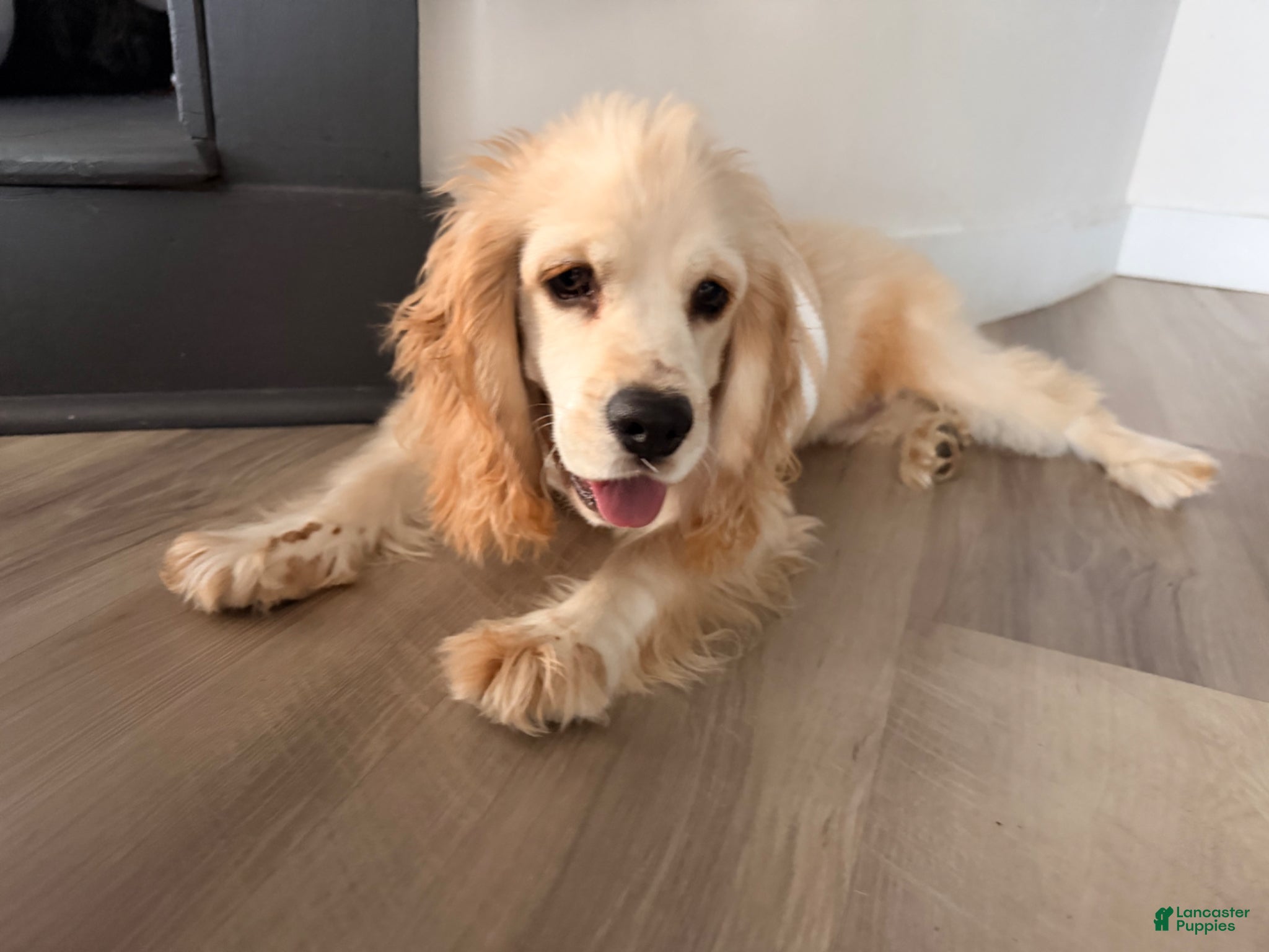 Cocker Spaniel dogs Cocker Spaniel Puppy 1 - Ad 30