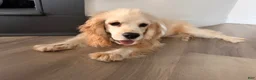 Cocker Spaniel dogs for sale: Cocker Spaniel Puppy 1 - Ad 1
