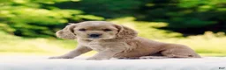 Cocker Spaniel dogs for sale: Tucker - Ad 4