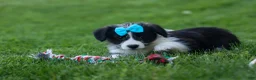 Corgipoo dogs for sale: NELSON - Ad 15