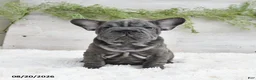 French Bulldog dogs for sale: Mocha - Ad 3