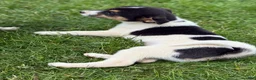 Mixed Breed dogs for sale: Benny - Ad 3