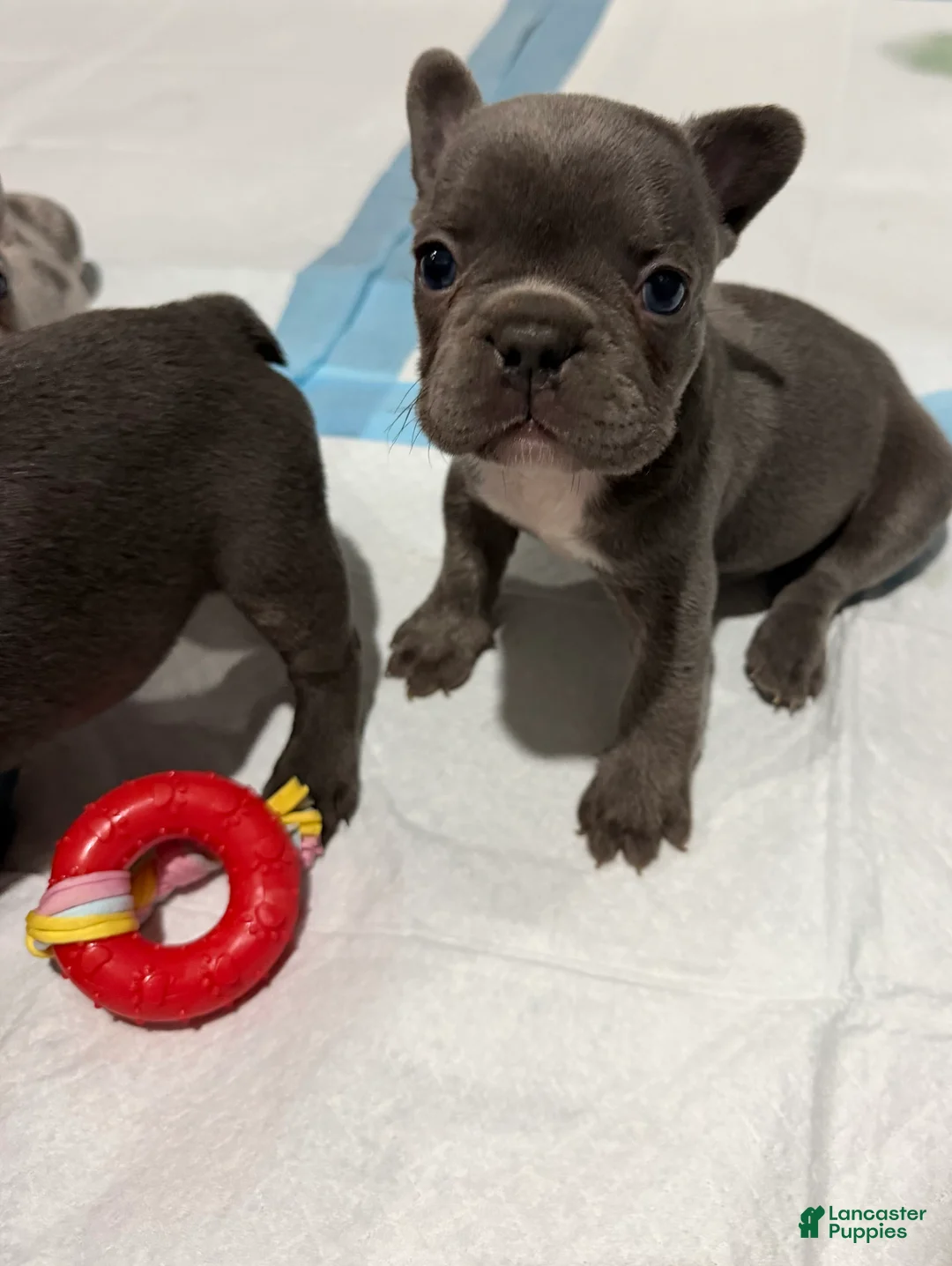 French Bulldog dogs for sale: French Bulldog Puppy 3 - Ad 2
