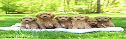Mini Goldendoodle dogs for sale: Precious - Ad 3