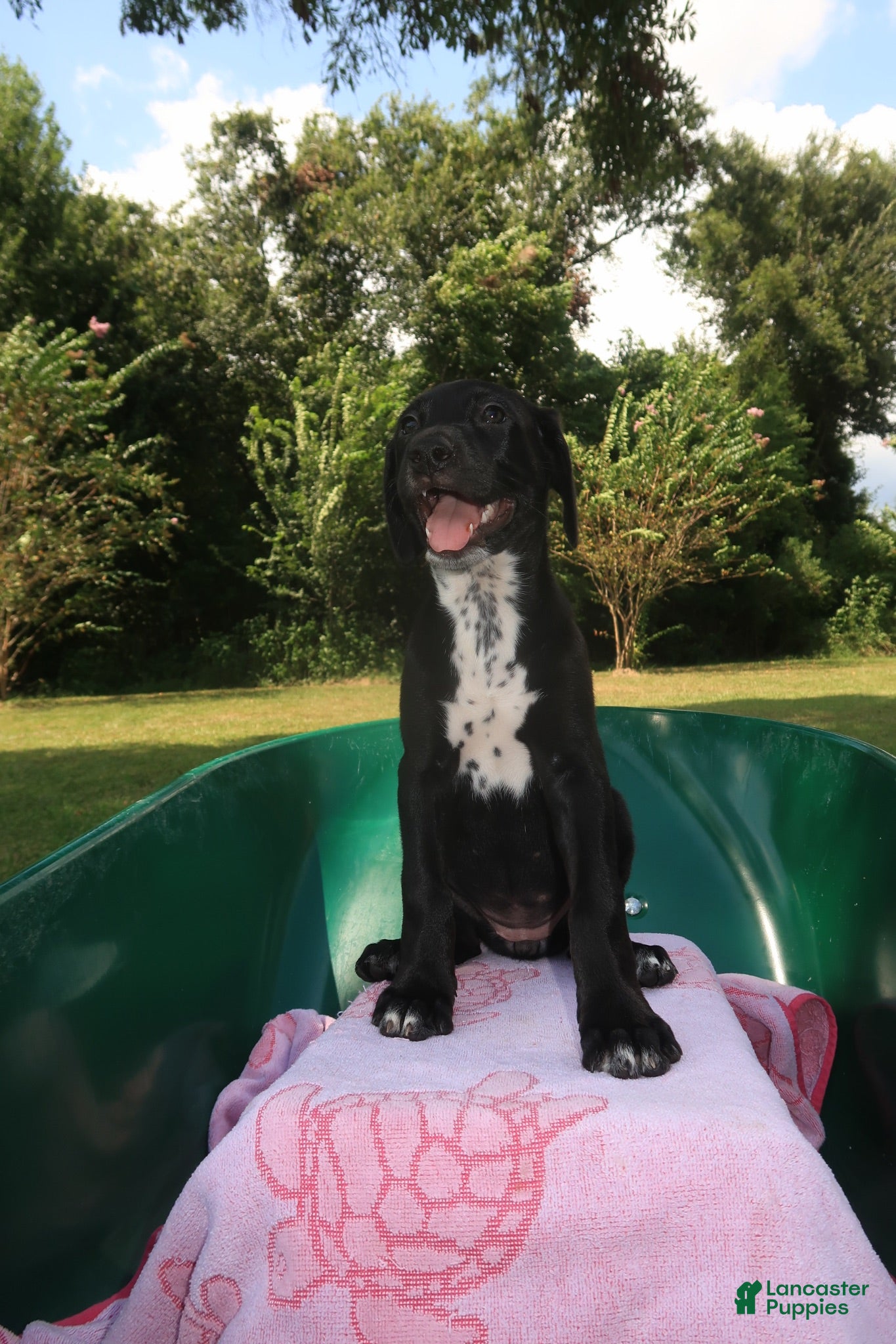 Mixed Breed dogs Flame - Ad 1