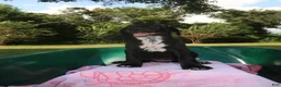Mixed Breed dogs for sale: Flame - Ad 1