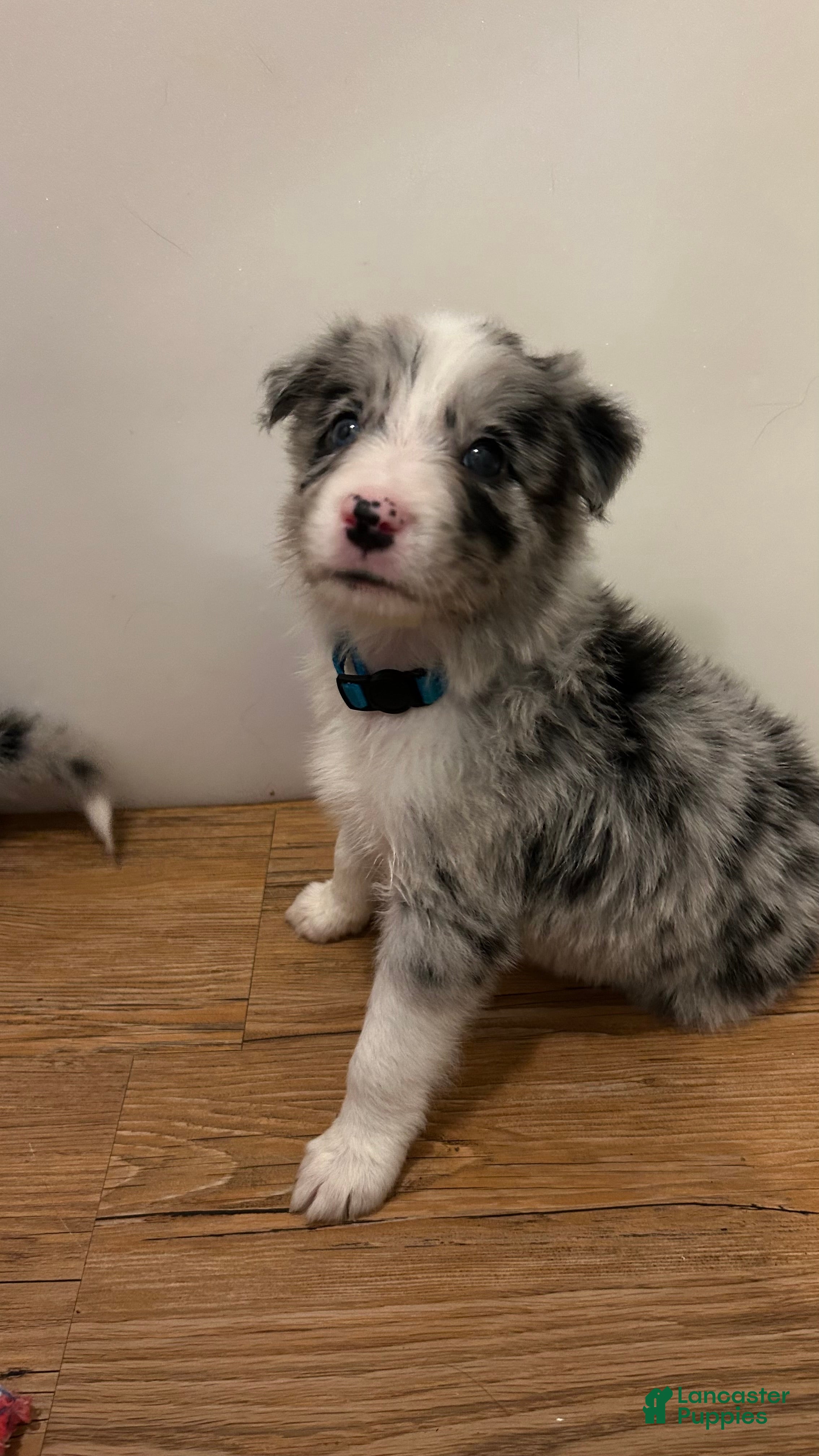 Border Collie dogs Jason Crabb - Ad 26