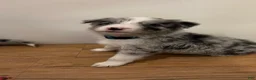 Border Collie dogs for sale: Jason Crabb - Ad 1
