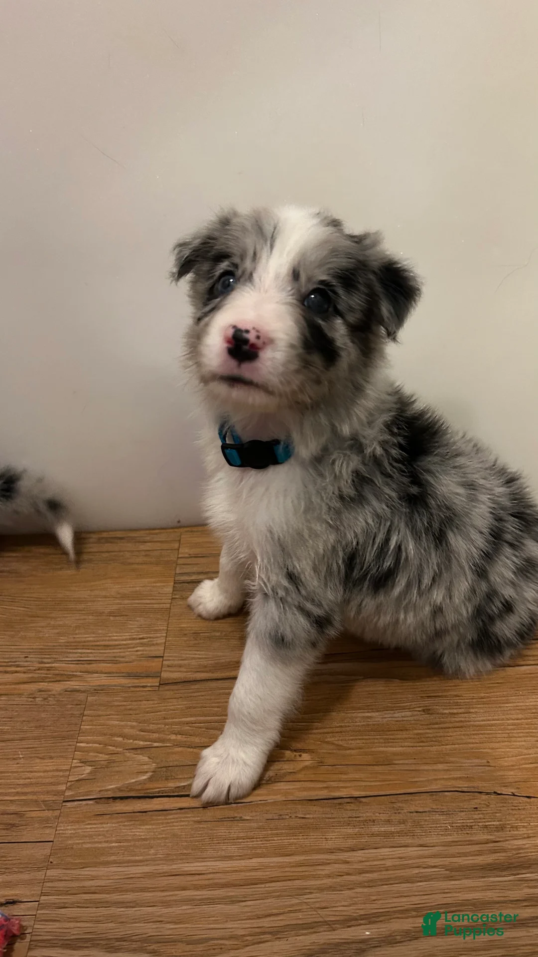 Border Collie dogs for sale: Jason Crabb - Ad 1