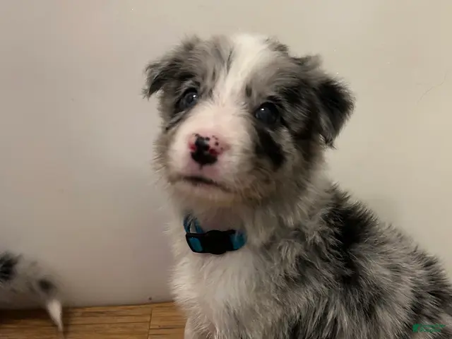 Border Collie dogs for sale: Jason Crabb - Ad 2