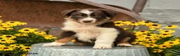 Australian Shepherd dogs for sale: Florence - Ad 4