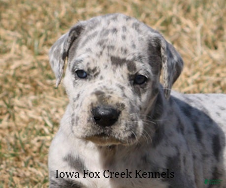 Great Dane dogs Heidi - Ad 1