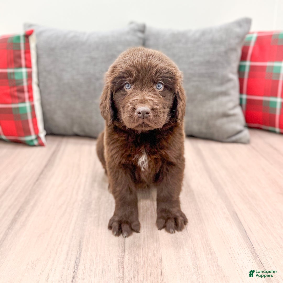 Newfoundland dogs for sale: Oakley - Ad 2