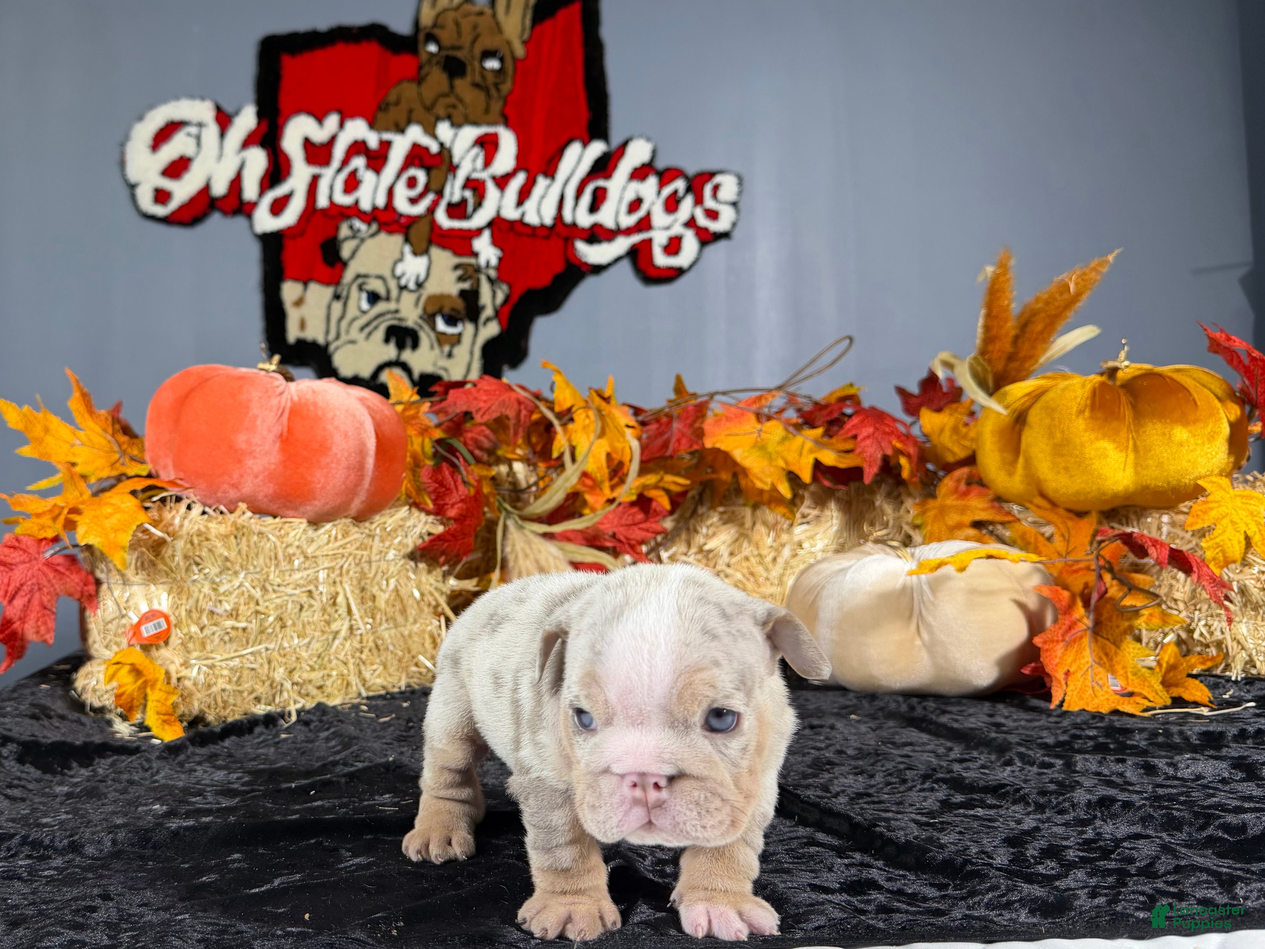 English Bulldog dogs English Bulldog 1 - Ad 2