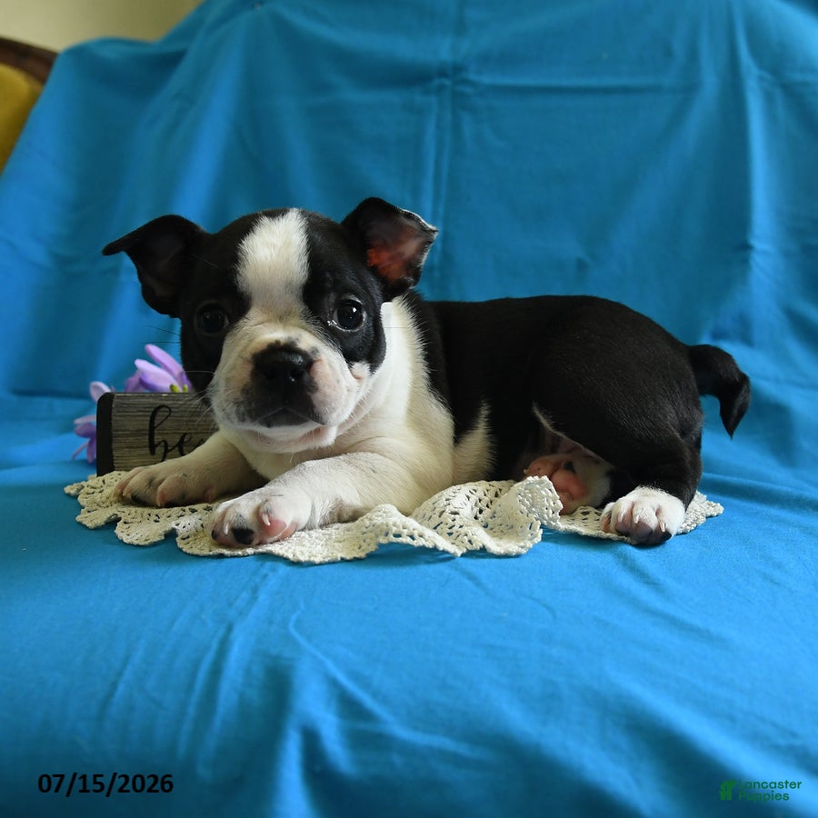Boston Terrier dogs Viola - Ad 2