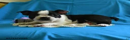 Boston Terrier dogs for sale: Viola - Ad 2