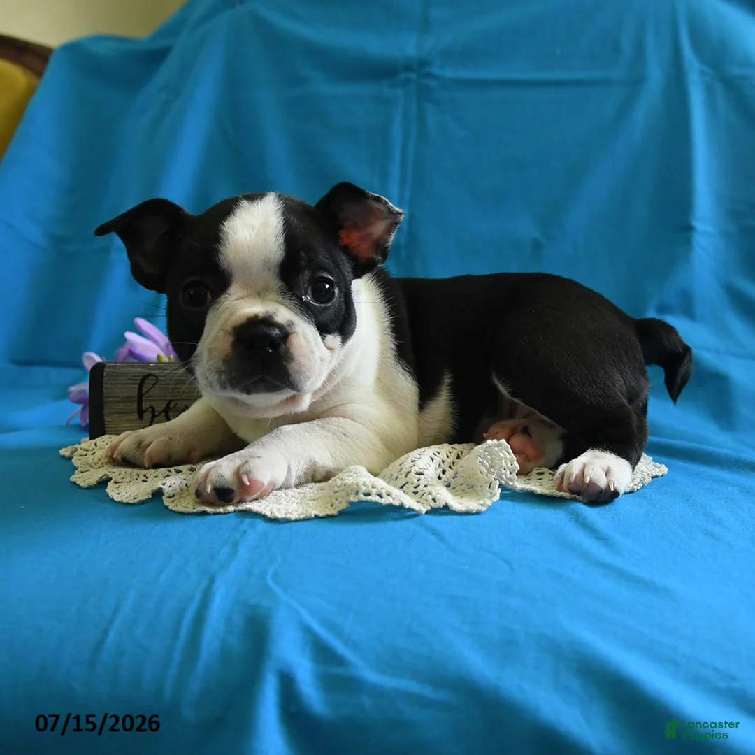 Boston Terrier dogs for sale: Viola - Ad 2