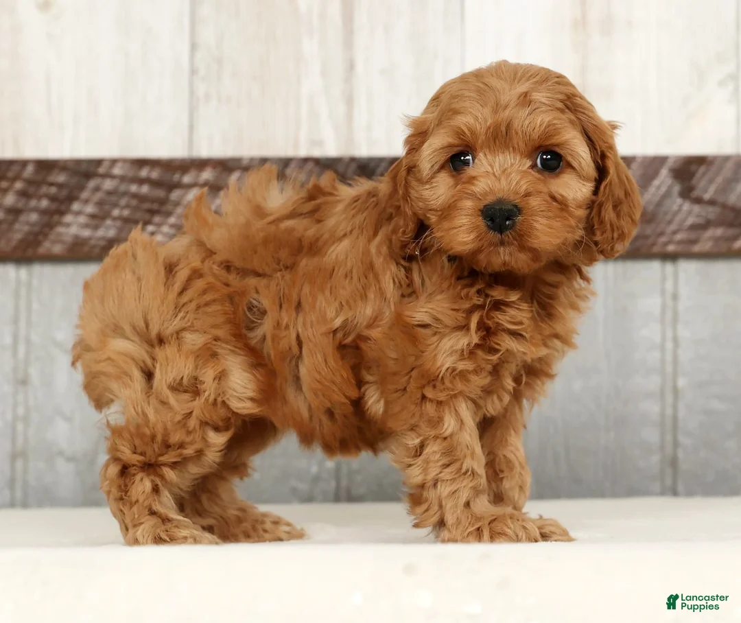 Cockapoo dogs for sale: Heather - Ad 4