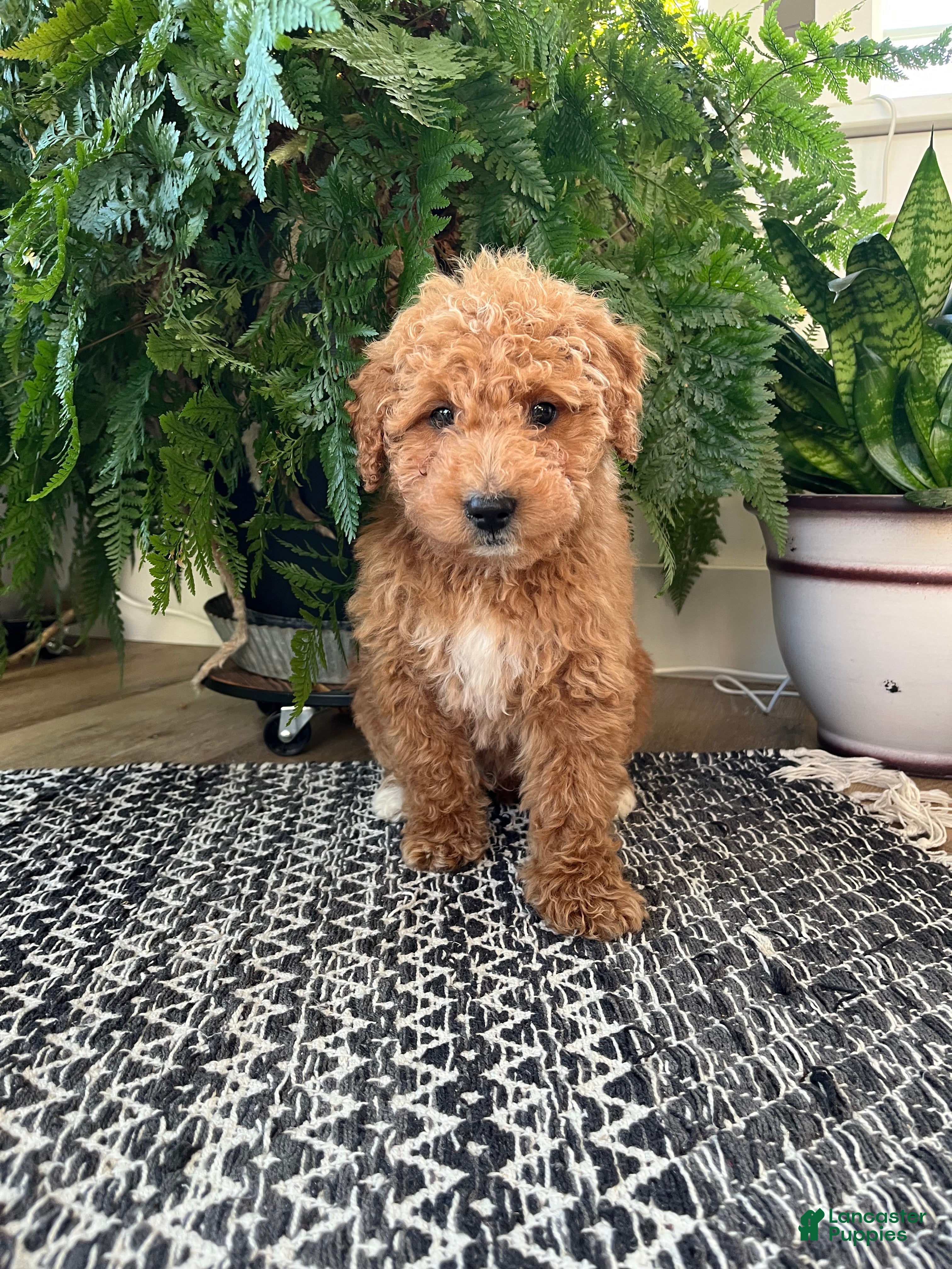 Mini Goldendoodle dogs Benny - Ad 2