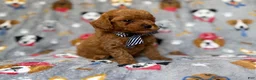Cavapoo dogs for sale: Lynx - Ad 8