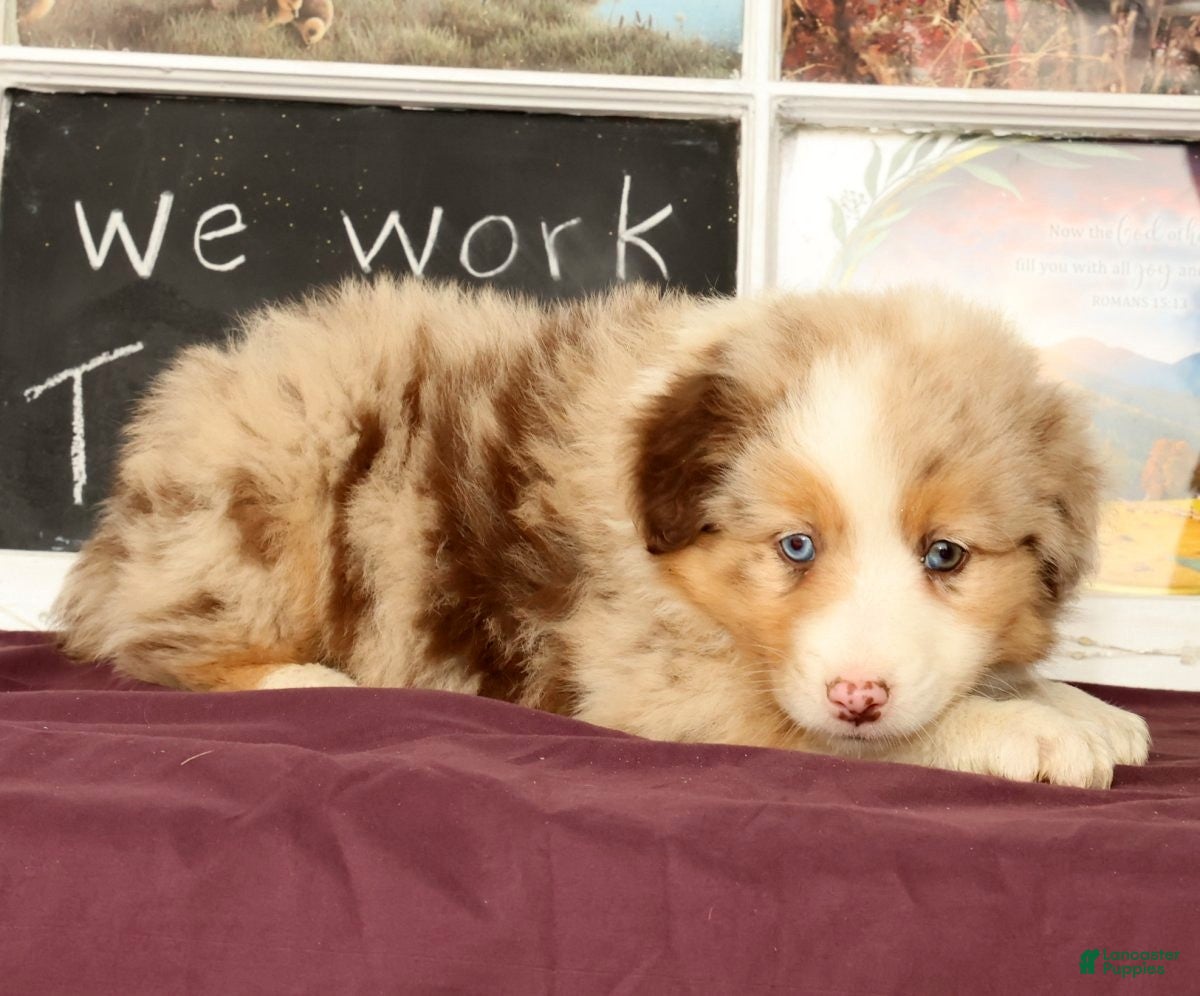 Miniature Australian Shepherd dogs Shank - Ad 1