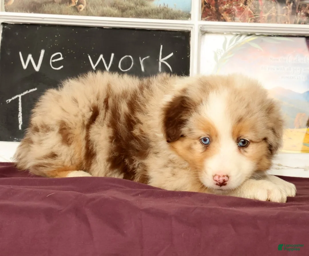 Miniature Australian Shepherd dogs for sale: Shank - Ad 1