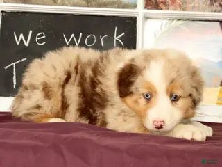 Miniature Australian Shepherd dogs for sale: Shank - Ad 3