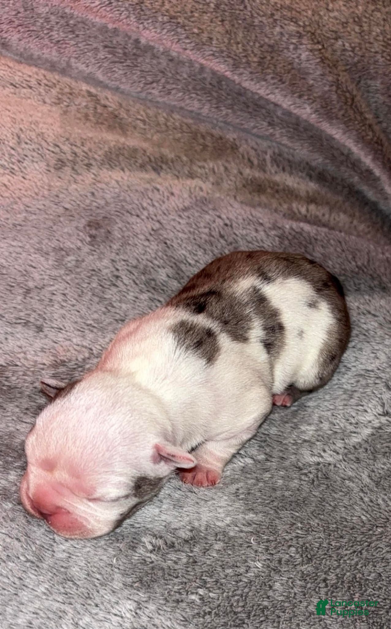 French Bulldog dogs Charlotte "Char"  - Ad 2