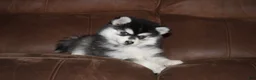 Pomsky dogs for sale: Kate READY NOW  - Ad 8