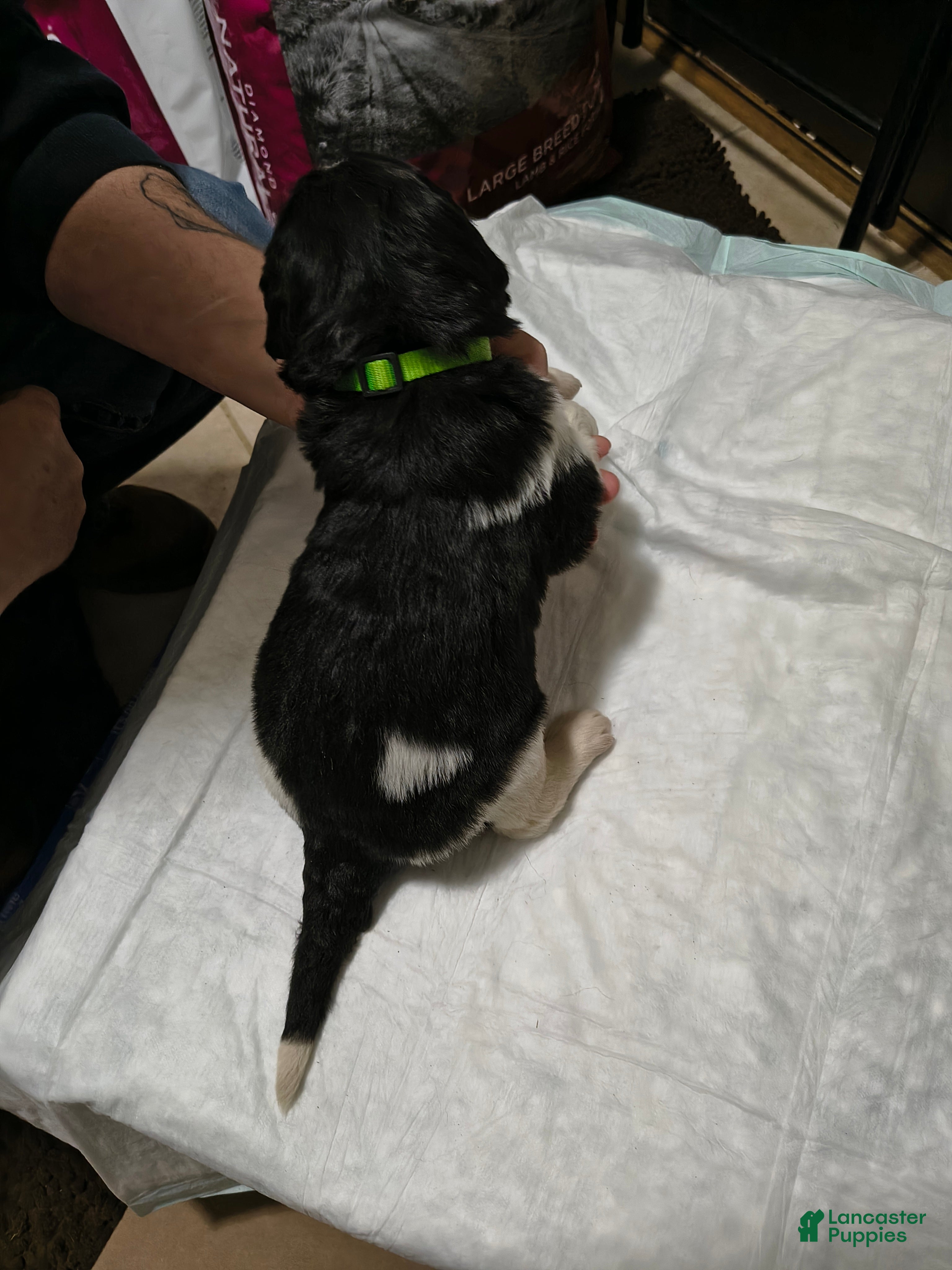 Newfoundland dogs Green collar  - Ad 30