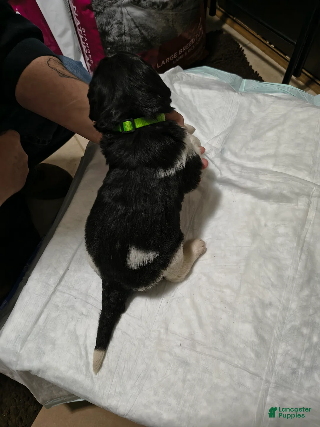 Newfoundland dogs for sale: Green collar  - Ad 1