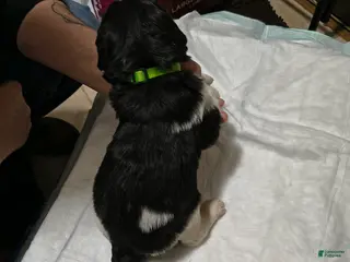 Newfoundland dogs Green collar - Ad 30