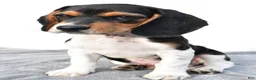 Beagle dogs for sale: Adam - Ad 6