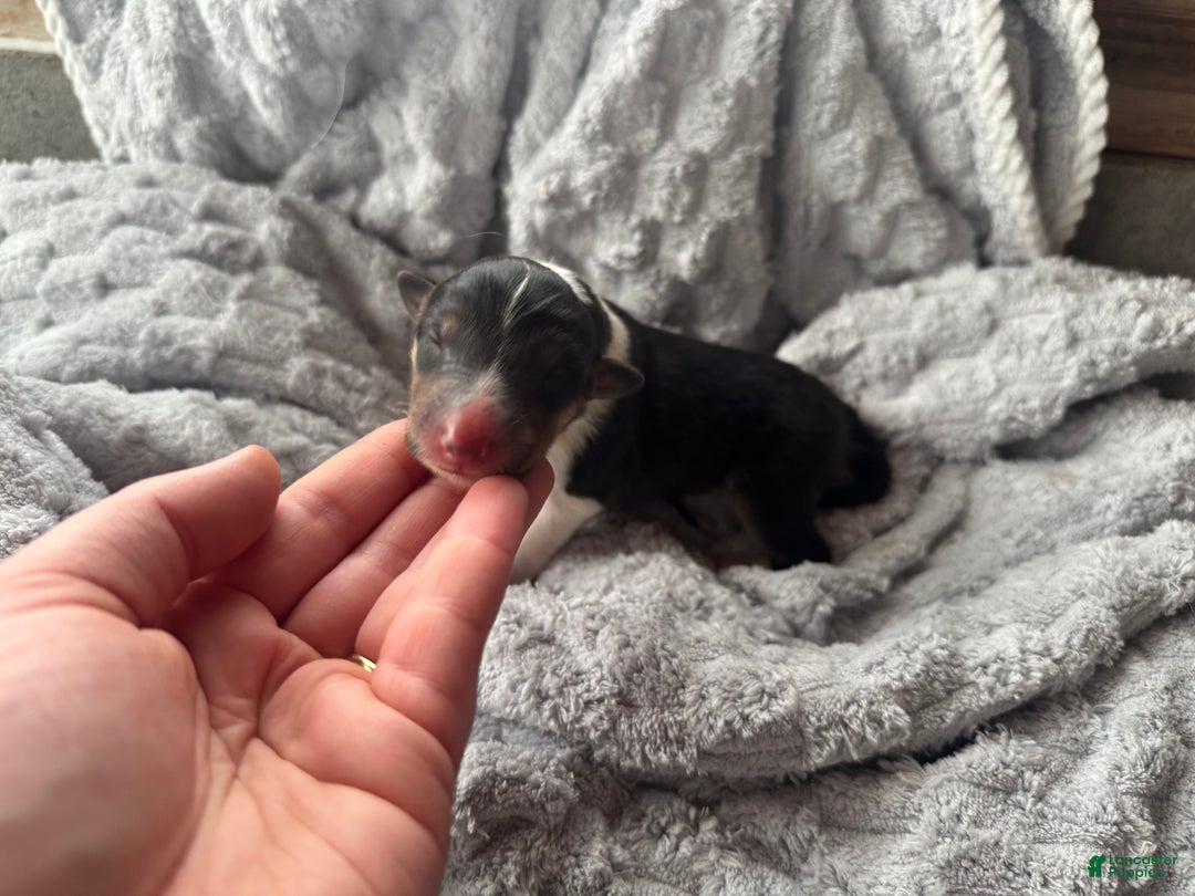 Collie dogs for sale: Lacey - Ad 2