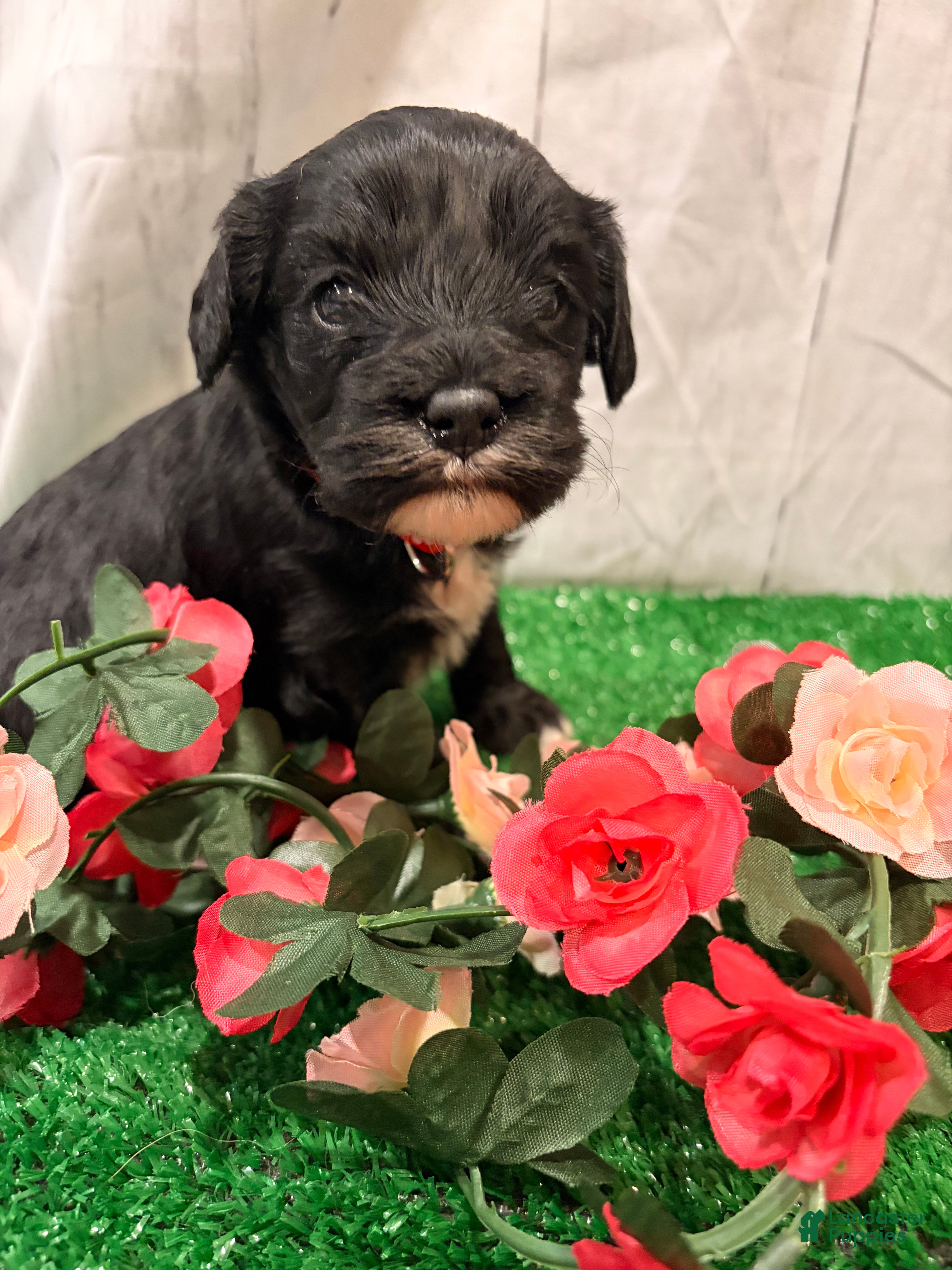 Cavapoo dogs Lucy - Ad 1